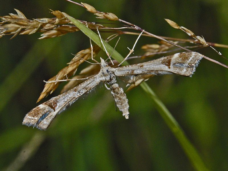 Pterophoridae da ID - Platyptilia cfr. gonodactyla